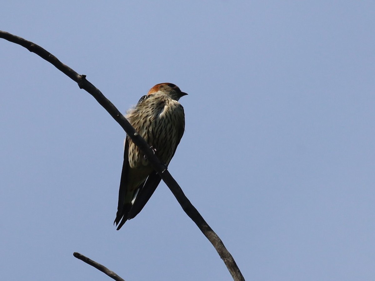 Lesser Striped Swallow - ML646438044