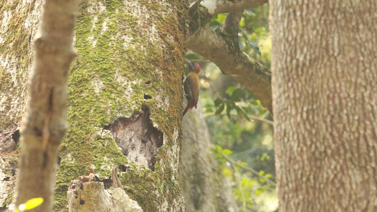 Olive Woodpecker (Southern) - ML646438047