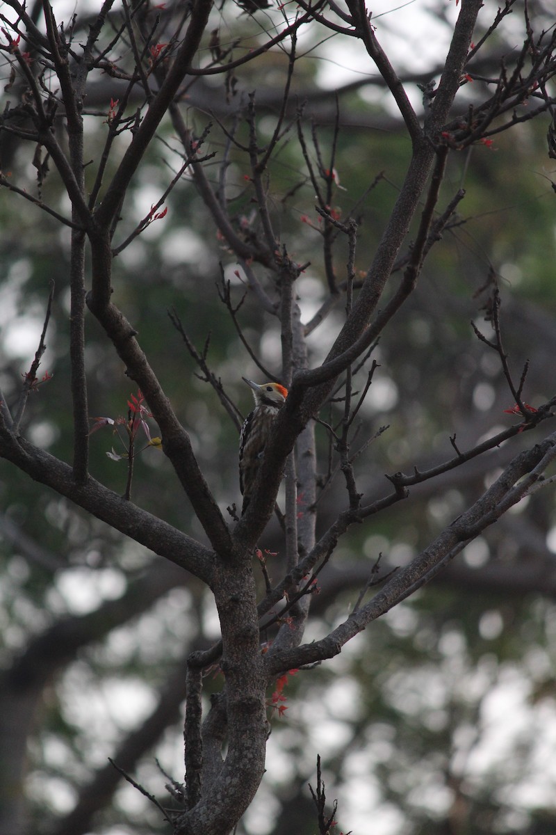 Pico Mahratta - ML646438051