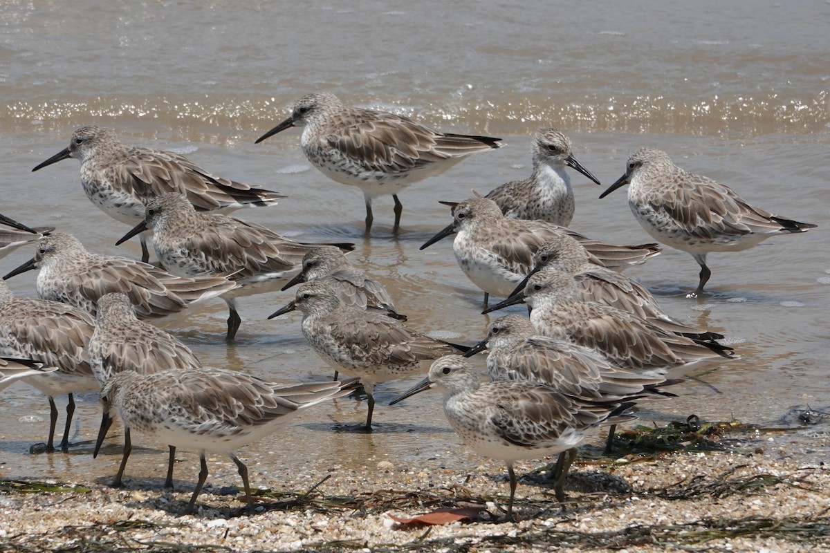 Correlimos Gordo - ML646438053