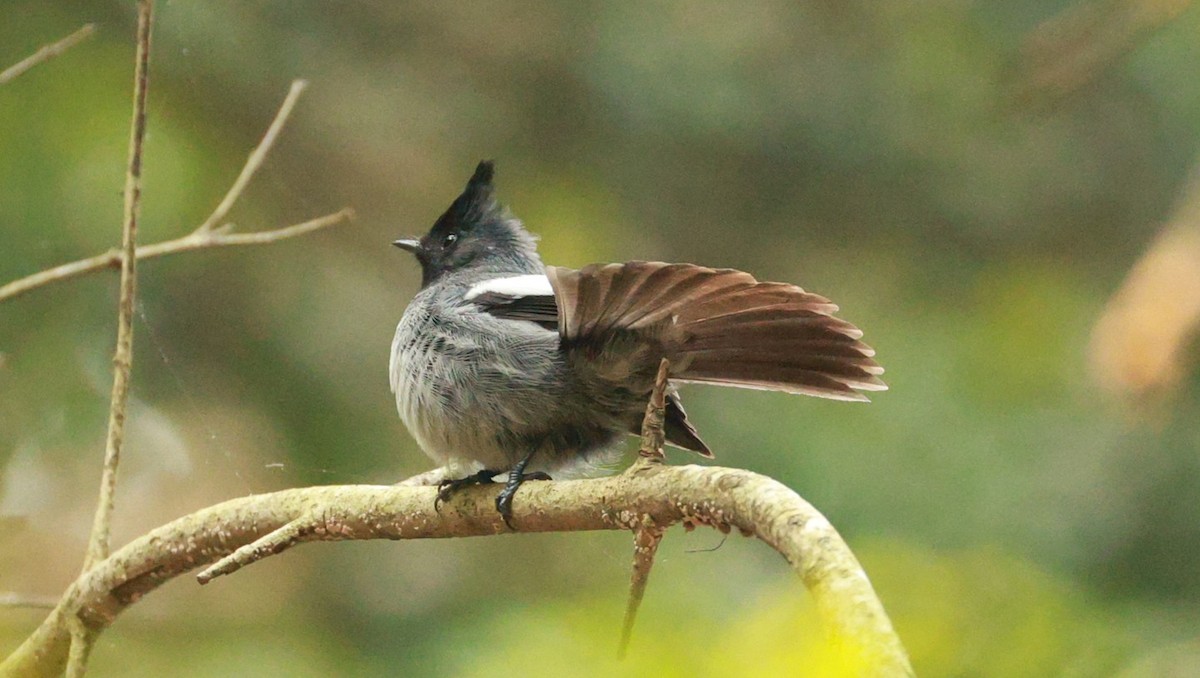 Monarca Morado (Meridional) - ML646438054
