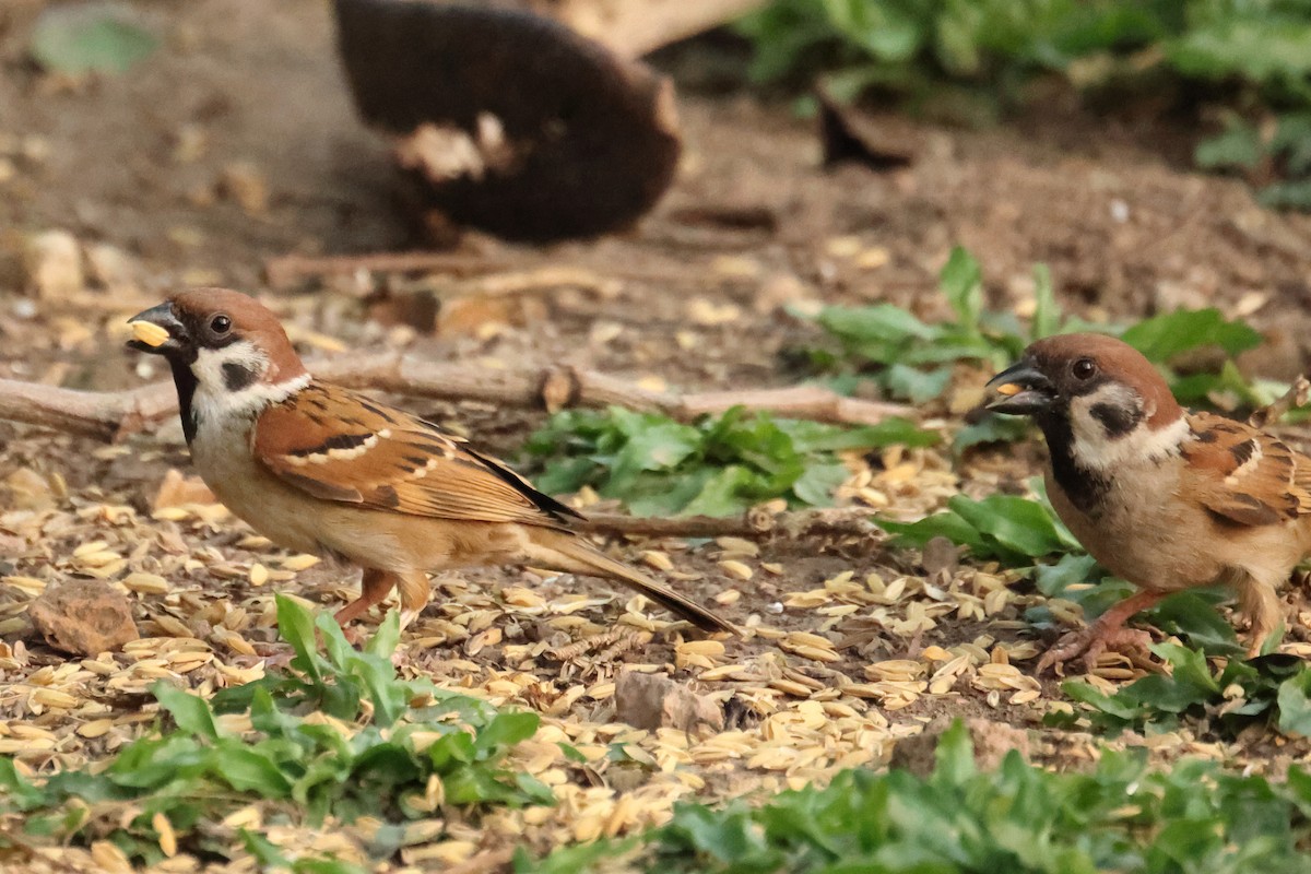 Gorrión Molinero - ML646438055