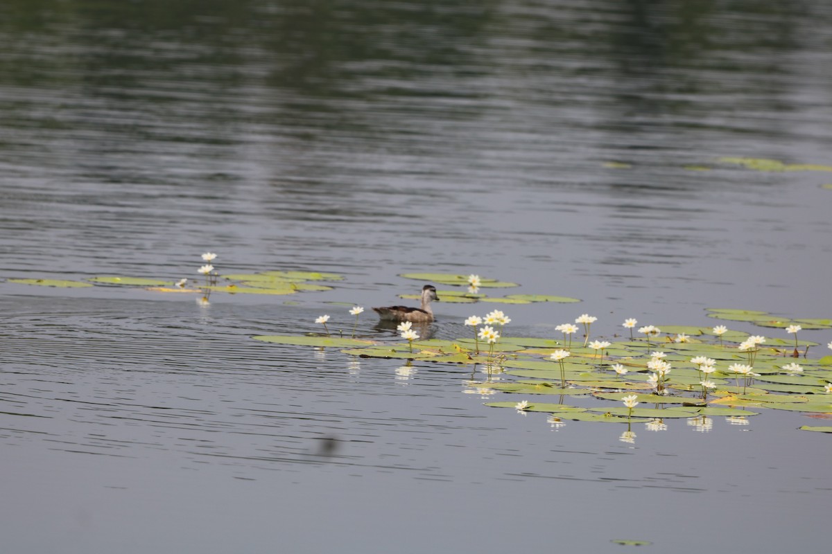 Gansito Asiático - ML646438056