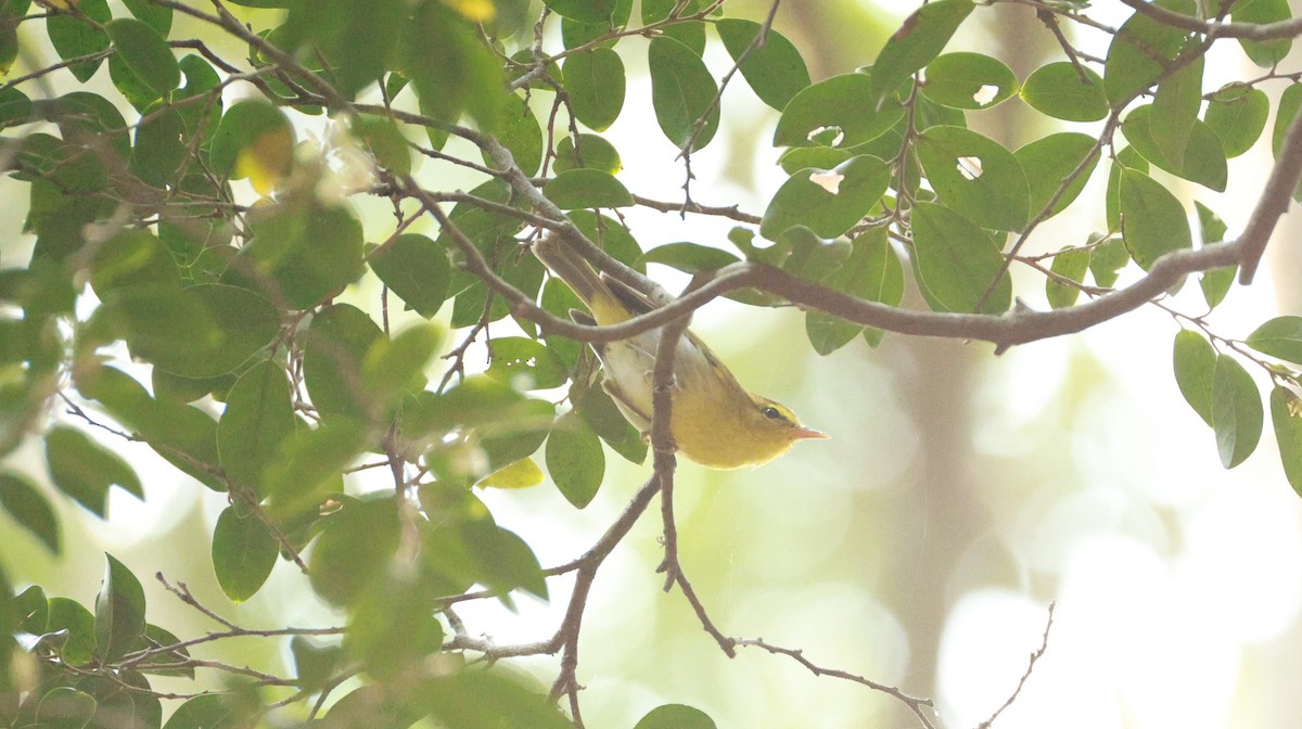 Mosquitero Gorjigualdo - ML646438059