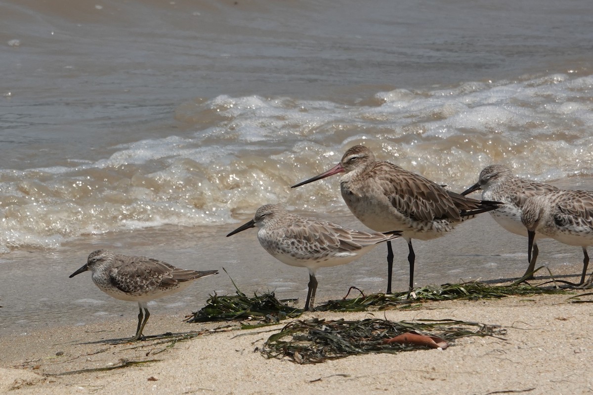 Correlimos Gordo - ML646438061