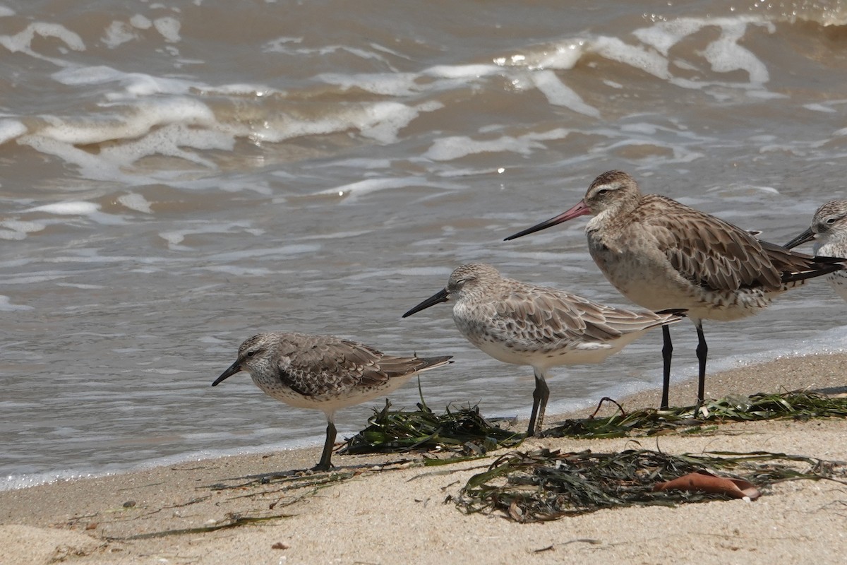 Correlimos Gordo - ML646438062