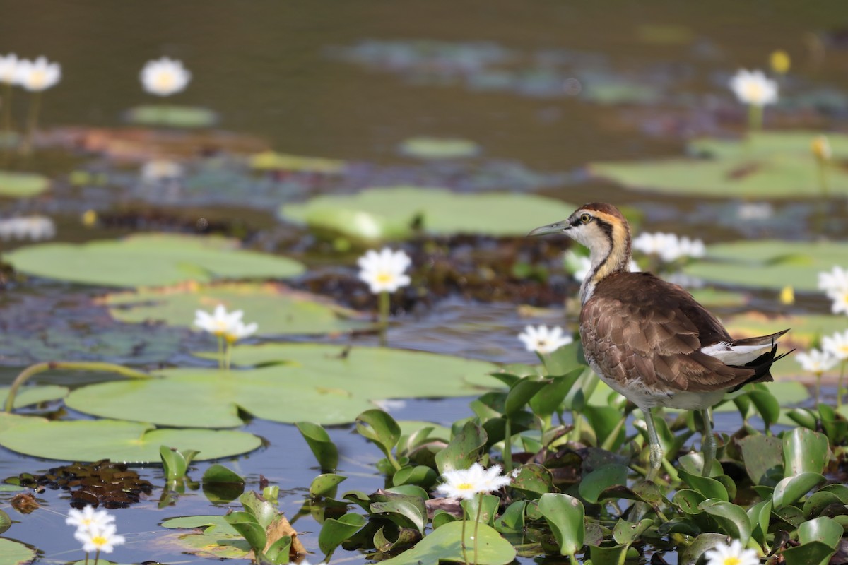 Фазанохвостая якана - ML646438063