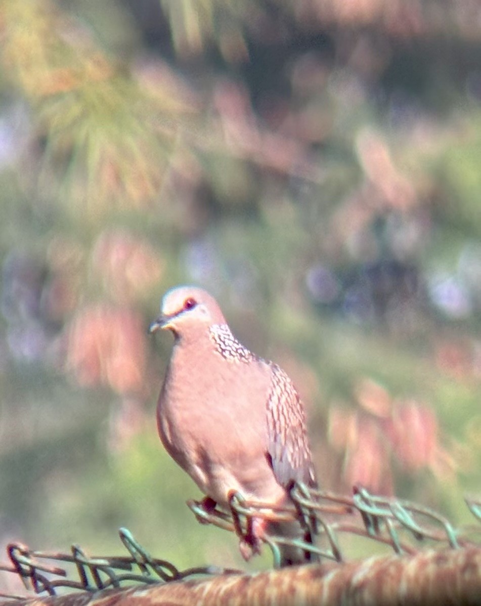 Tórtola Moteada - ML646438064