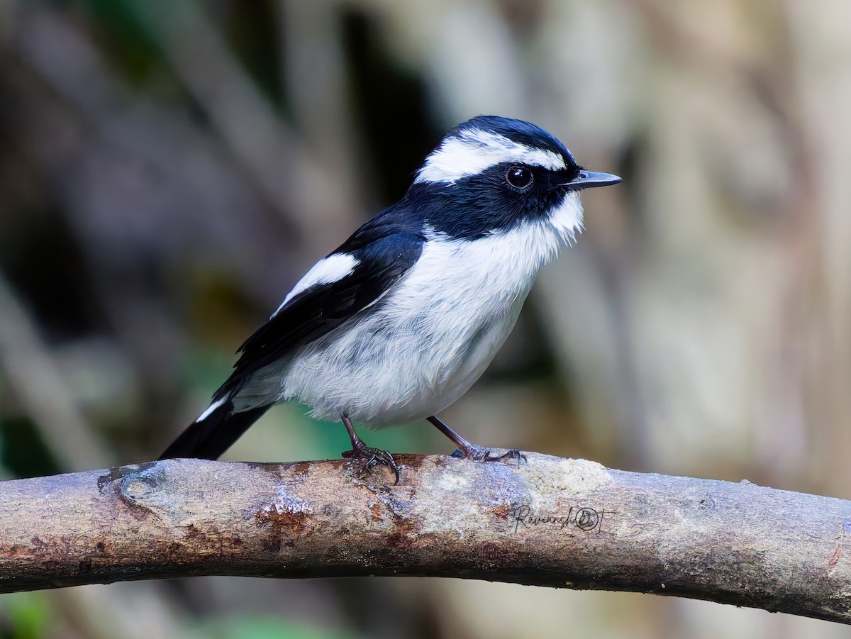 Papamoscas Pío - ML646438065