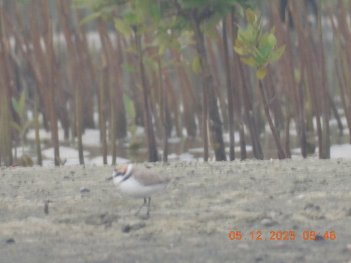 Chorlitejo Patinegro - ML646438066