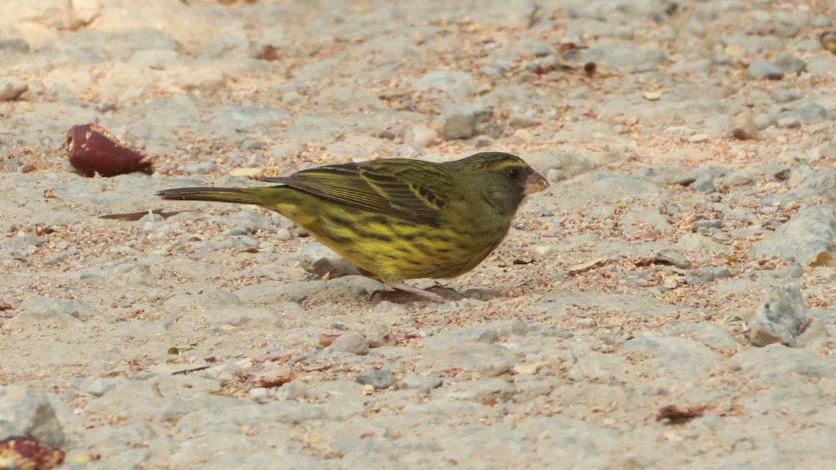 Serín Forestal - ML646438067