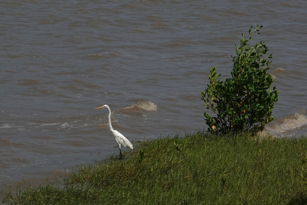 Garceta Grande - ML646438068