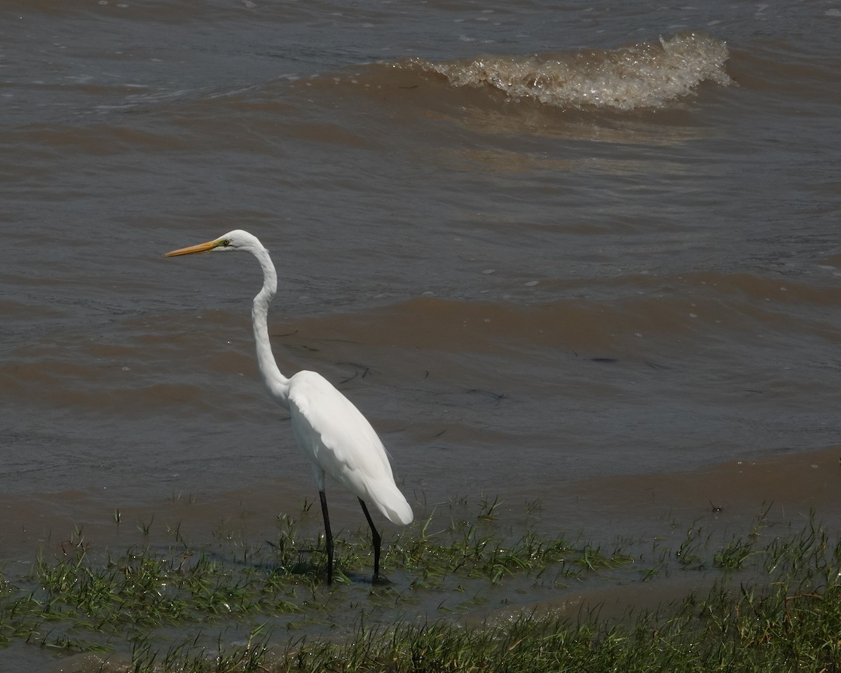 Garceta Grande - ML646438069