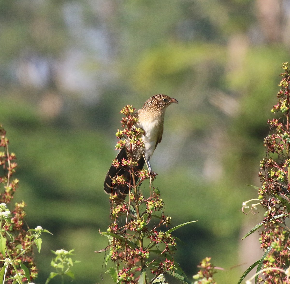 Cucal Bengalí - ML646438070