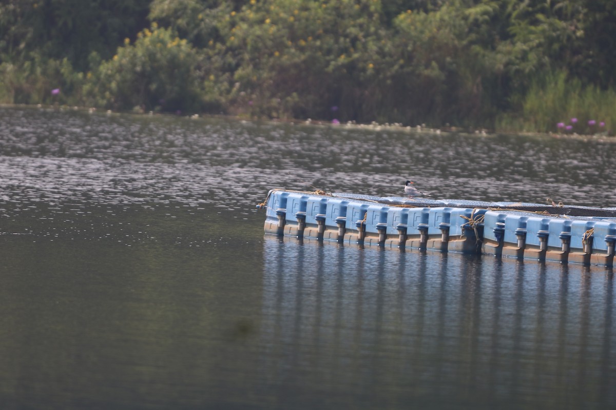 Charrán Indio - ML646438072