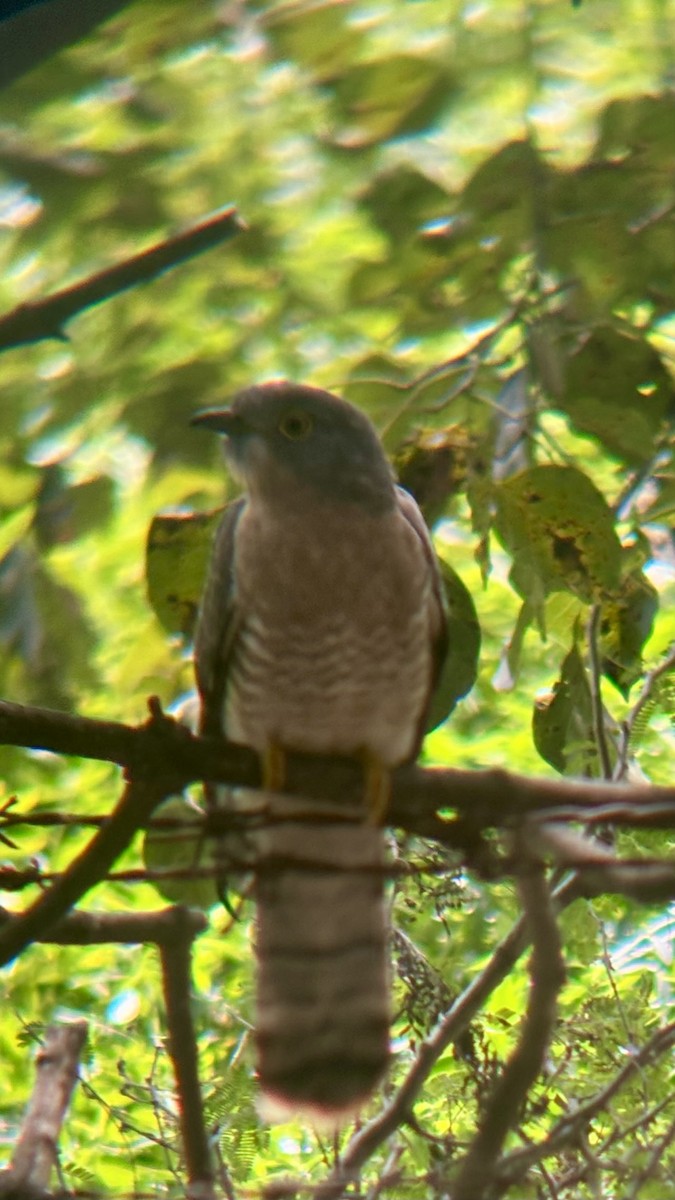 Cuco Chikra - ML646438074