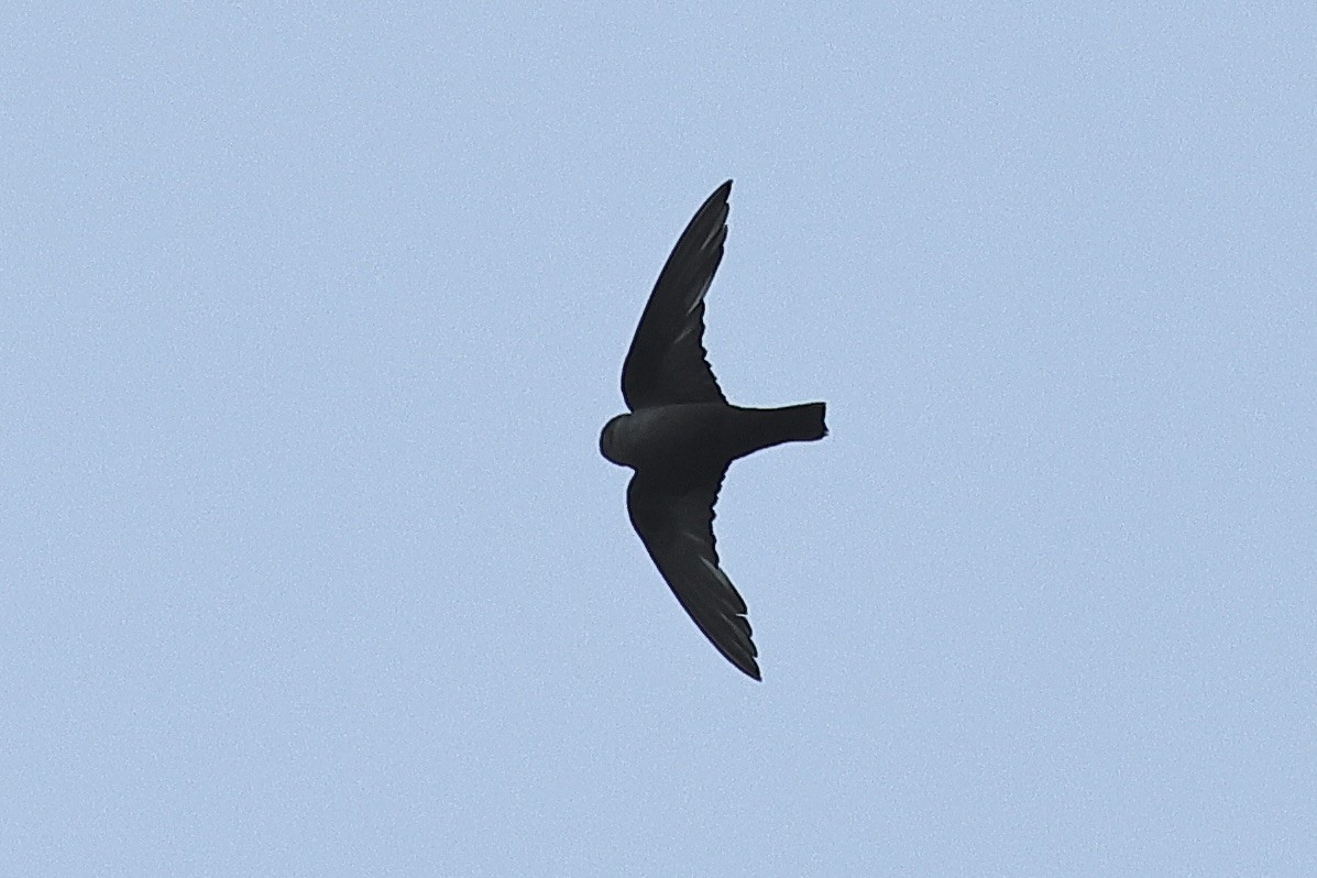 Avión Roquero - ML646438075