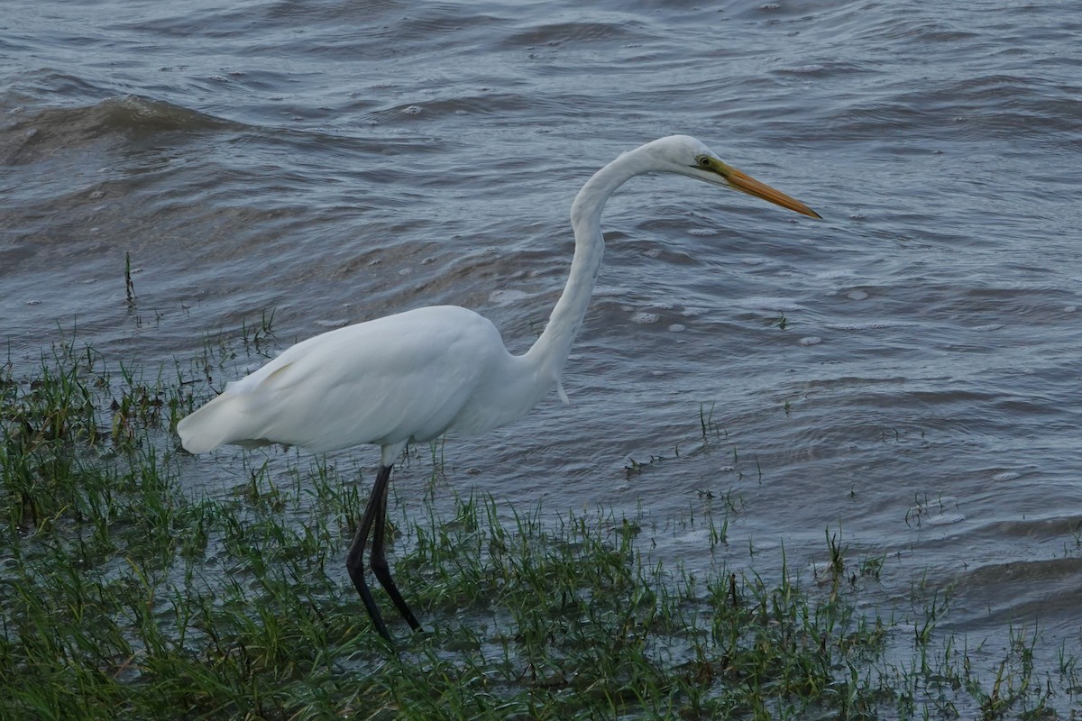 Garceta Grande - ML646438077