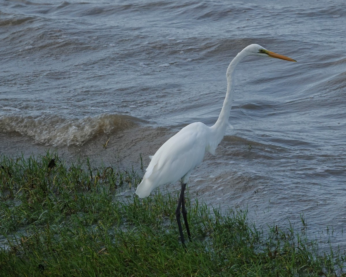 Garceta Grande - ML646438078