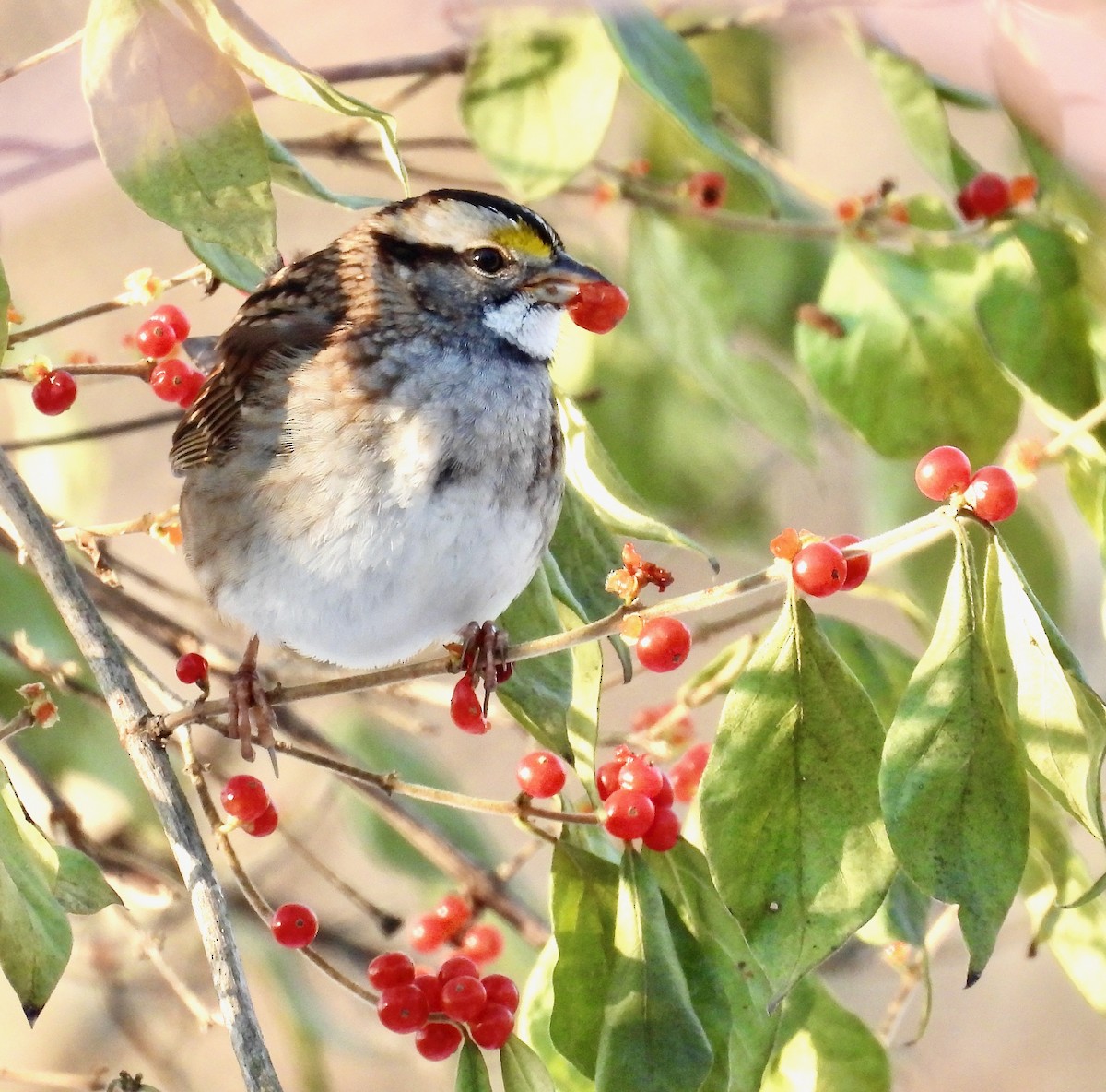 Chingolo Gorjiblanco - ML646438079