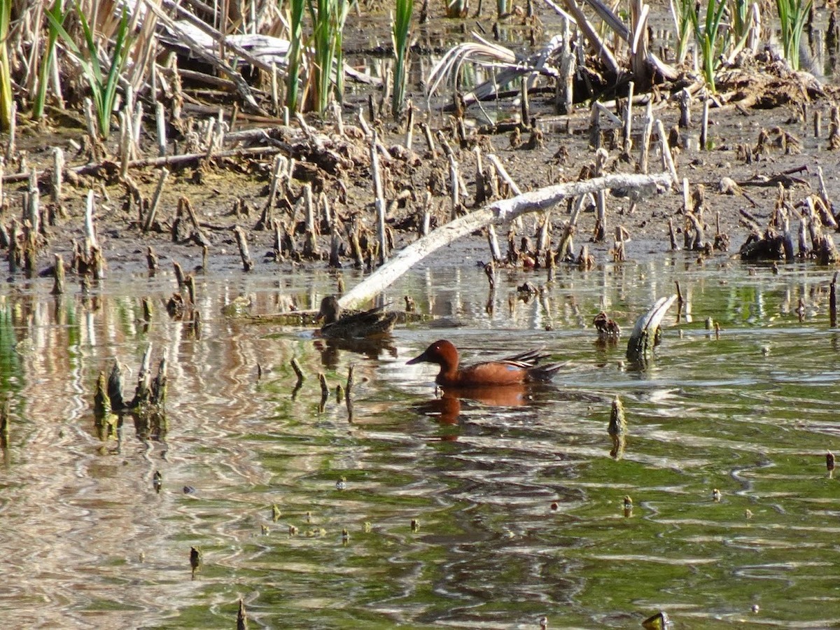 Cerceta Colorada - ML646438082
