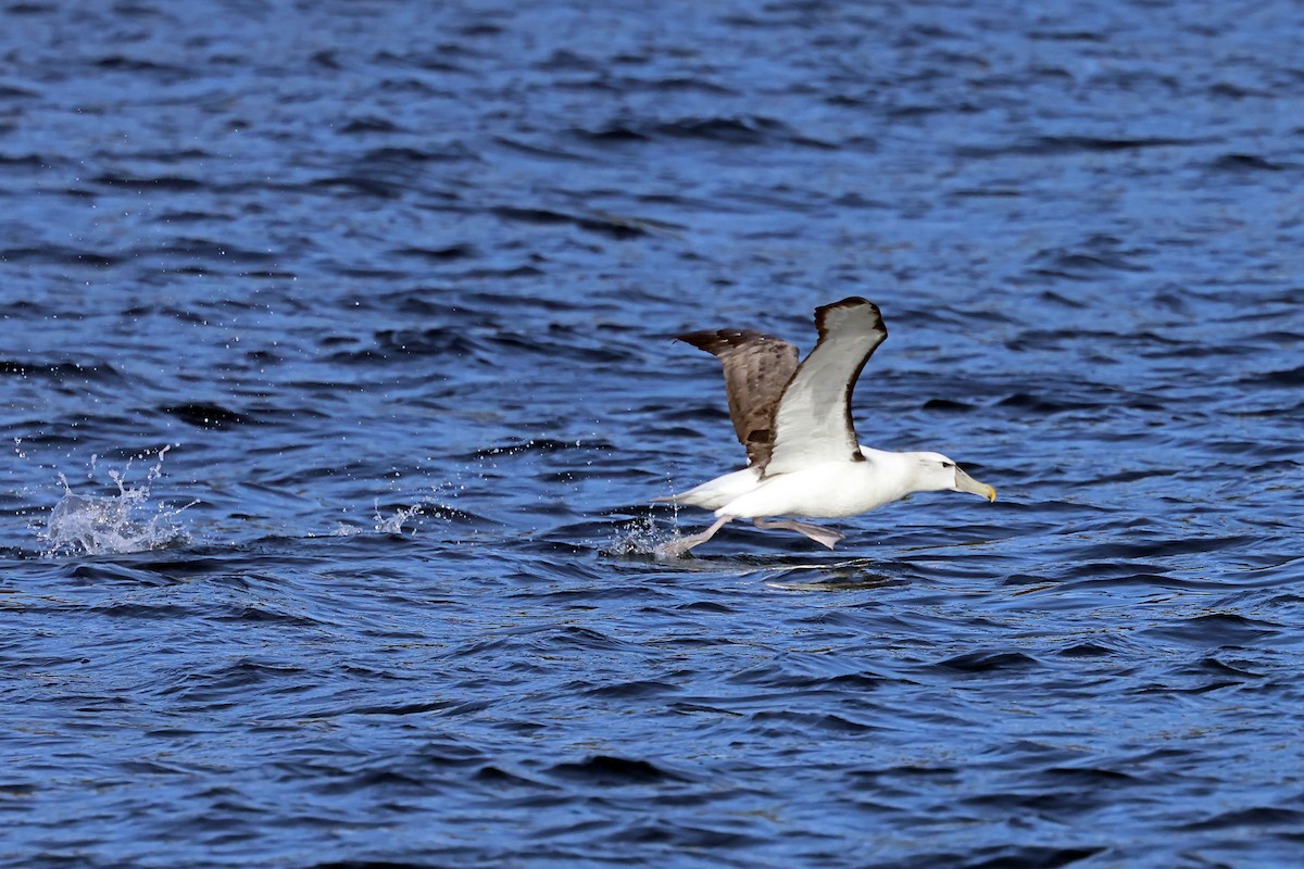 ハジロアホウドリ - ML646438084