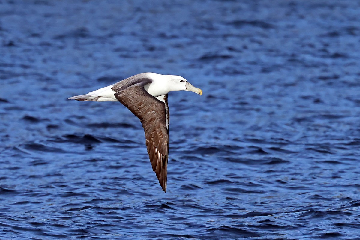 ハジロアホウドリ - ML646438085