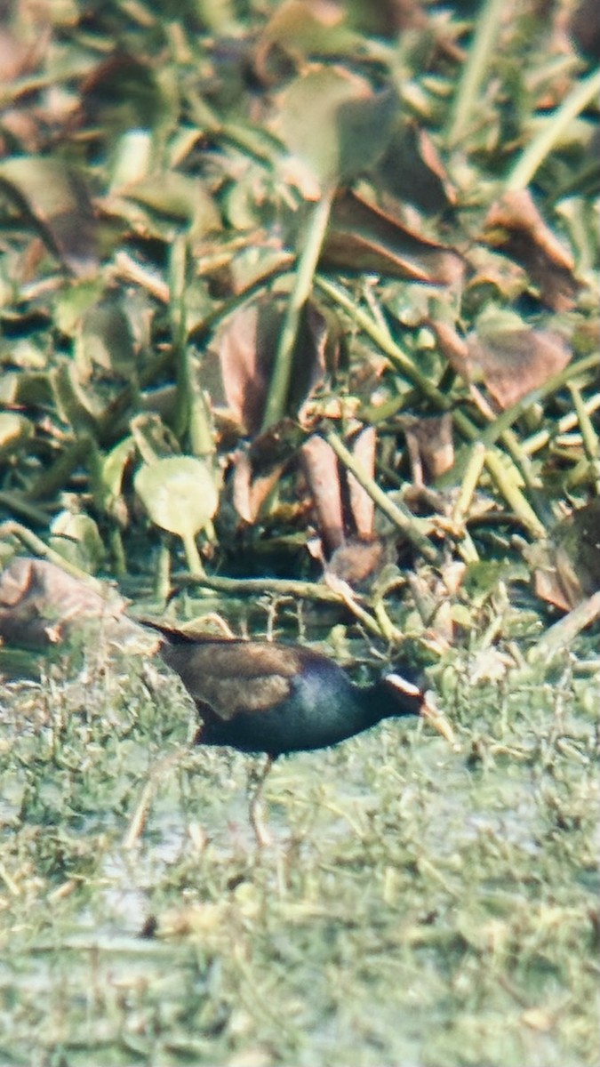 Bronze-winged Jacana - ML646438088