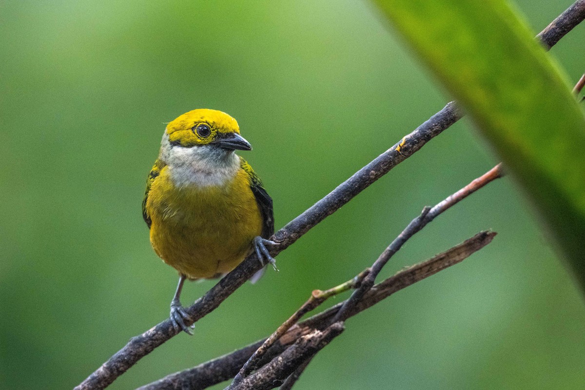 Silver-throated Tanager - ML646438101