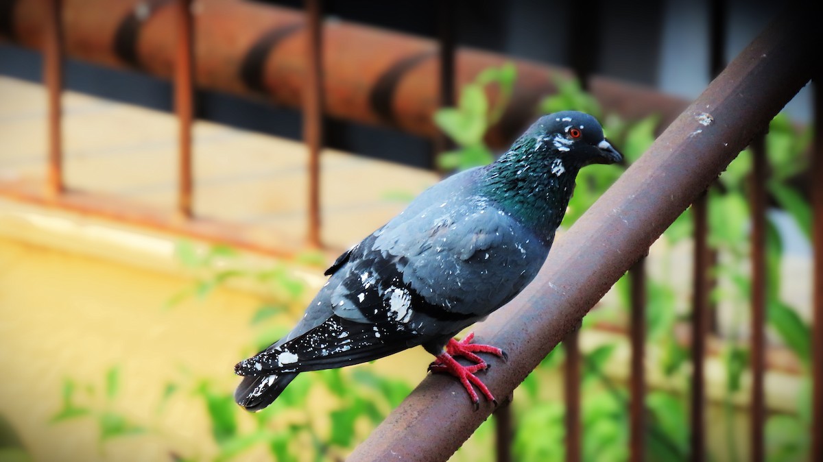 Rock Pigeon (Feral Pigeon) - ML646438102