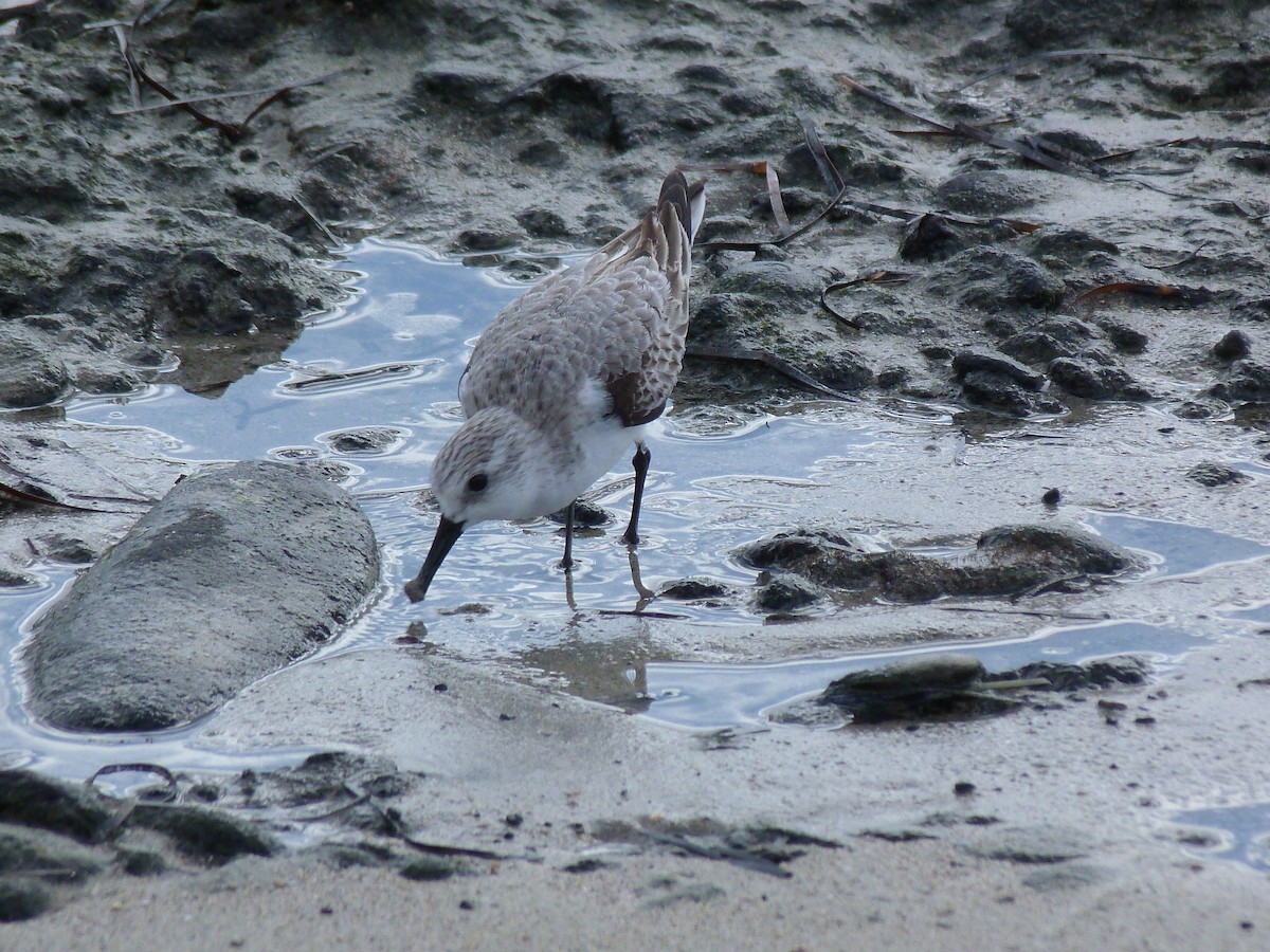 ミユビシギ - ML646438103