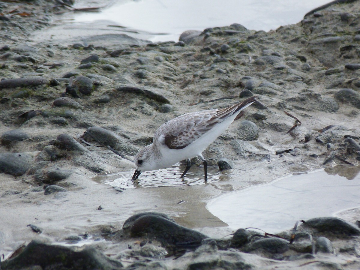 ミユビシギ - ML646438104