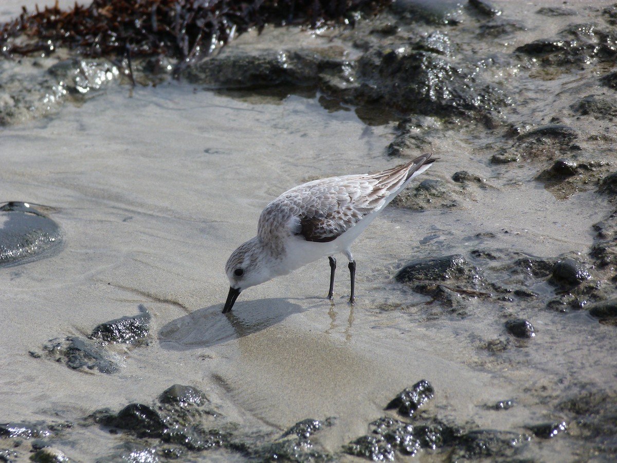 ミユビシギ - ML646438105