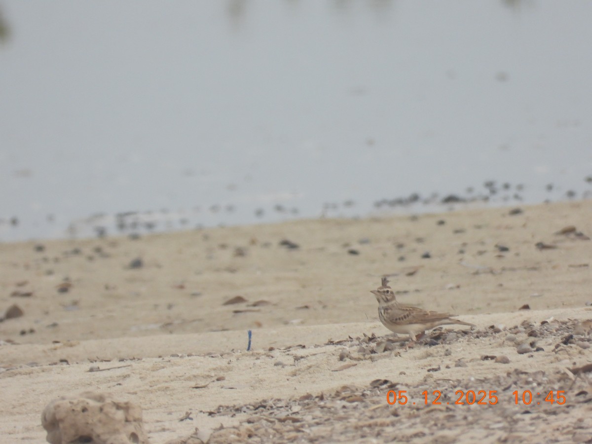 topplerke - ML646438106