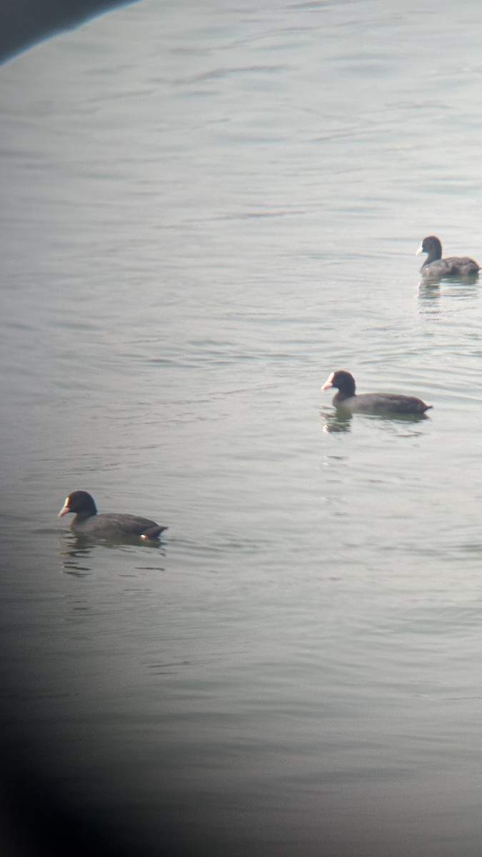 Eurasian Coot - ML646438109