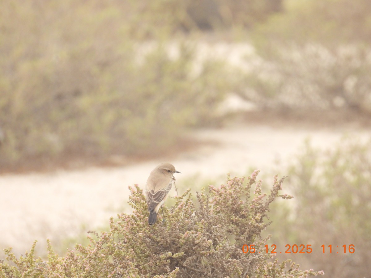 Desert Wheatear - ML646438110