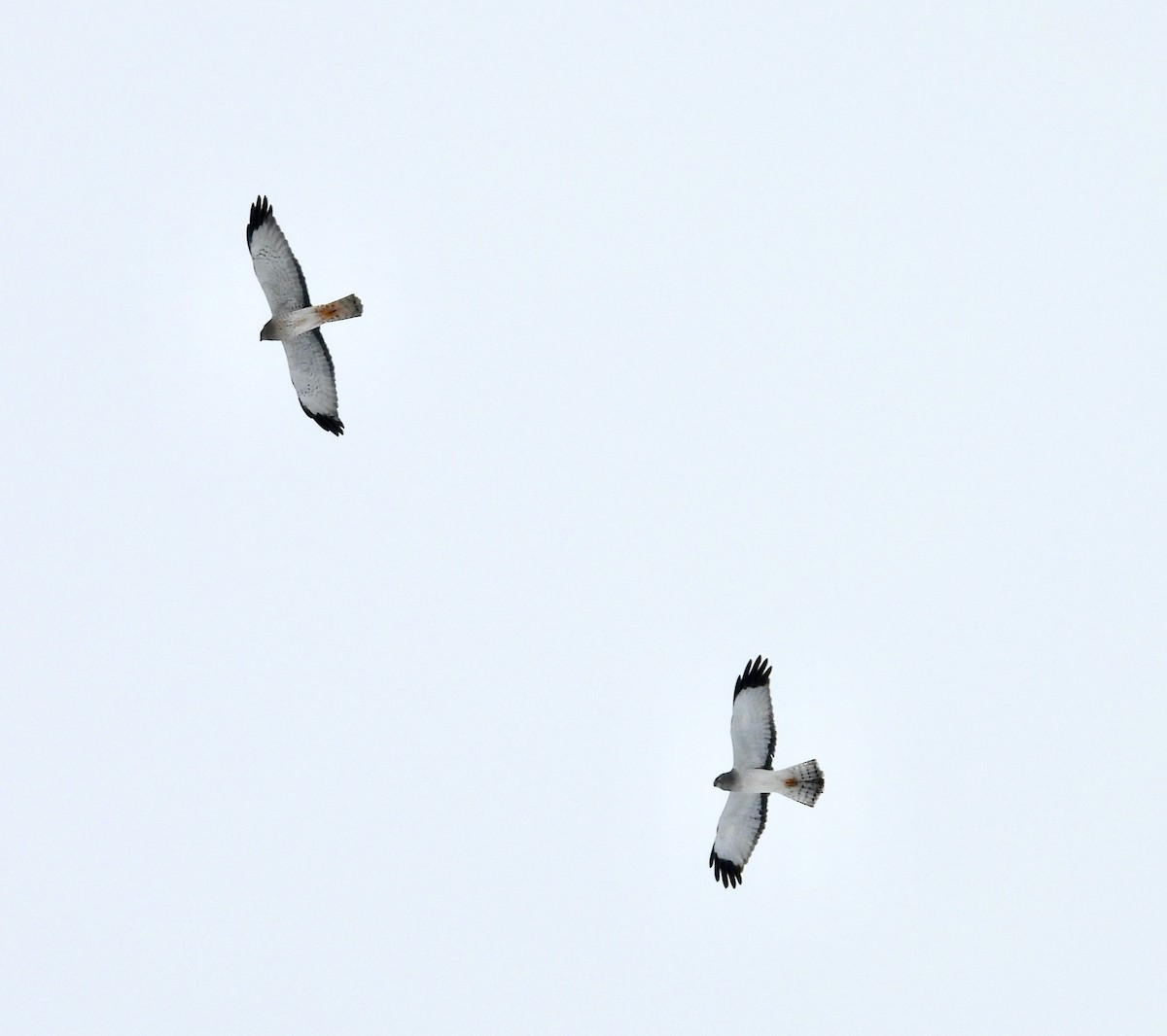 moták severoamerický - ML646438112