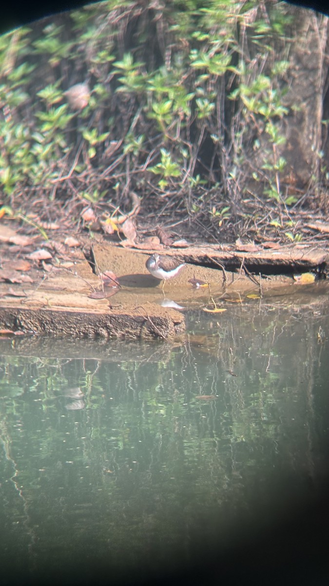 Common Sandpiper - ML646438113