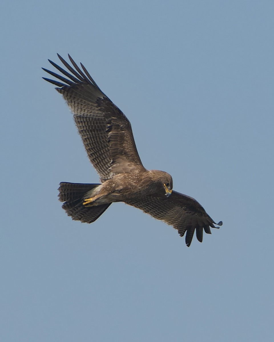 Indian Spotted Eagle - ML646438114