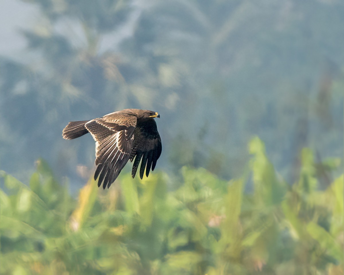 Indian Spotted Eagle - ML646438116