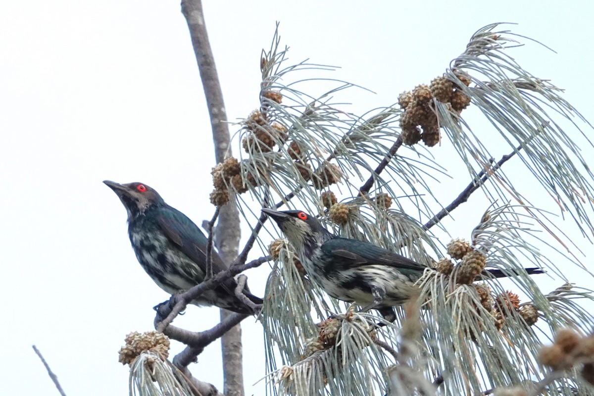 špaček lesklý - ML646438117