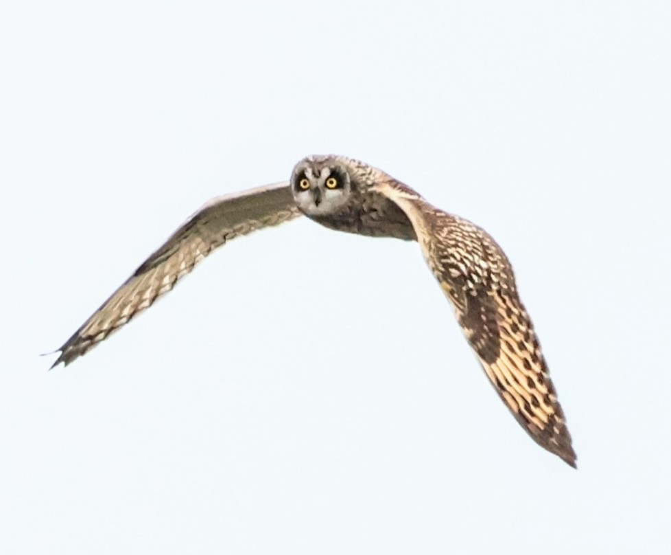 Short-eared Owl - ML646438119