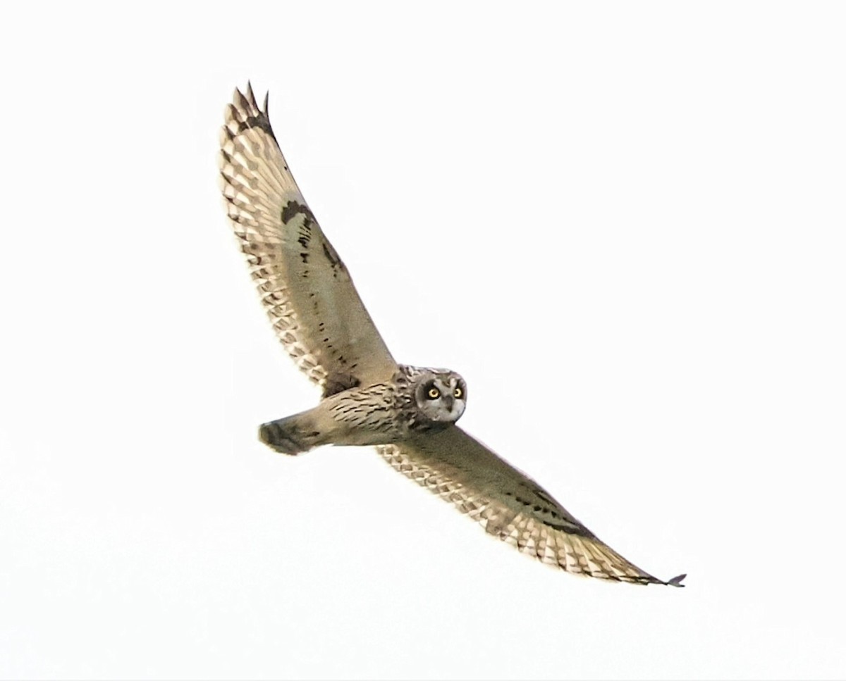 Short-eared Owl - ML646438120