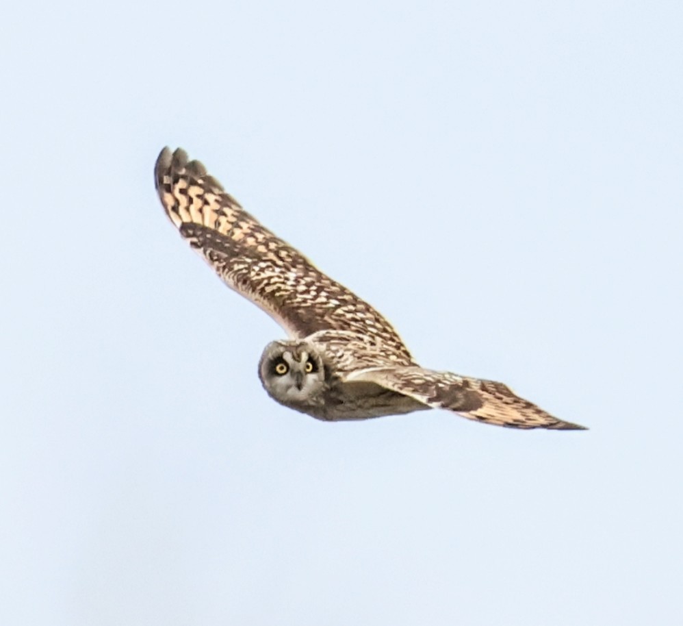 Short-eared Owl - ML646438121
