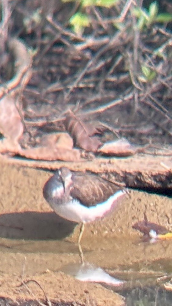 Common Sandpiper - ML646438122