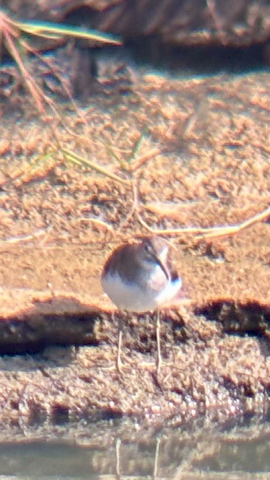 Common Sandpiper - ML646438123