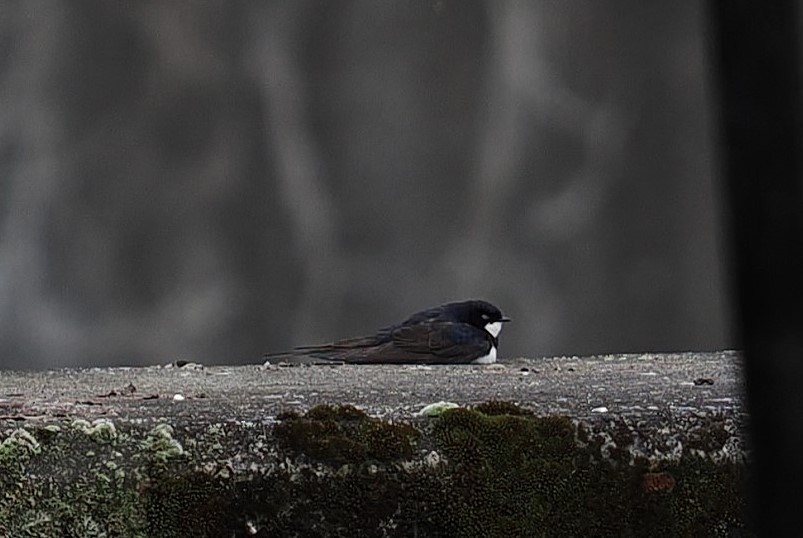 vlaštovka límcová - ML646438124