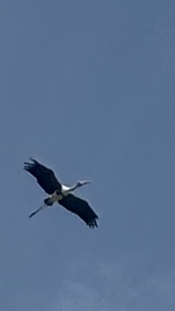 Расписной клювач - ML646438125