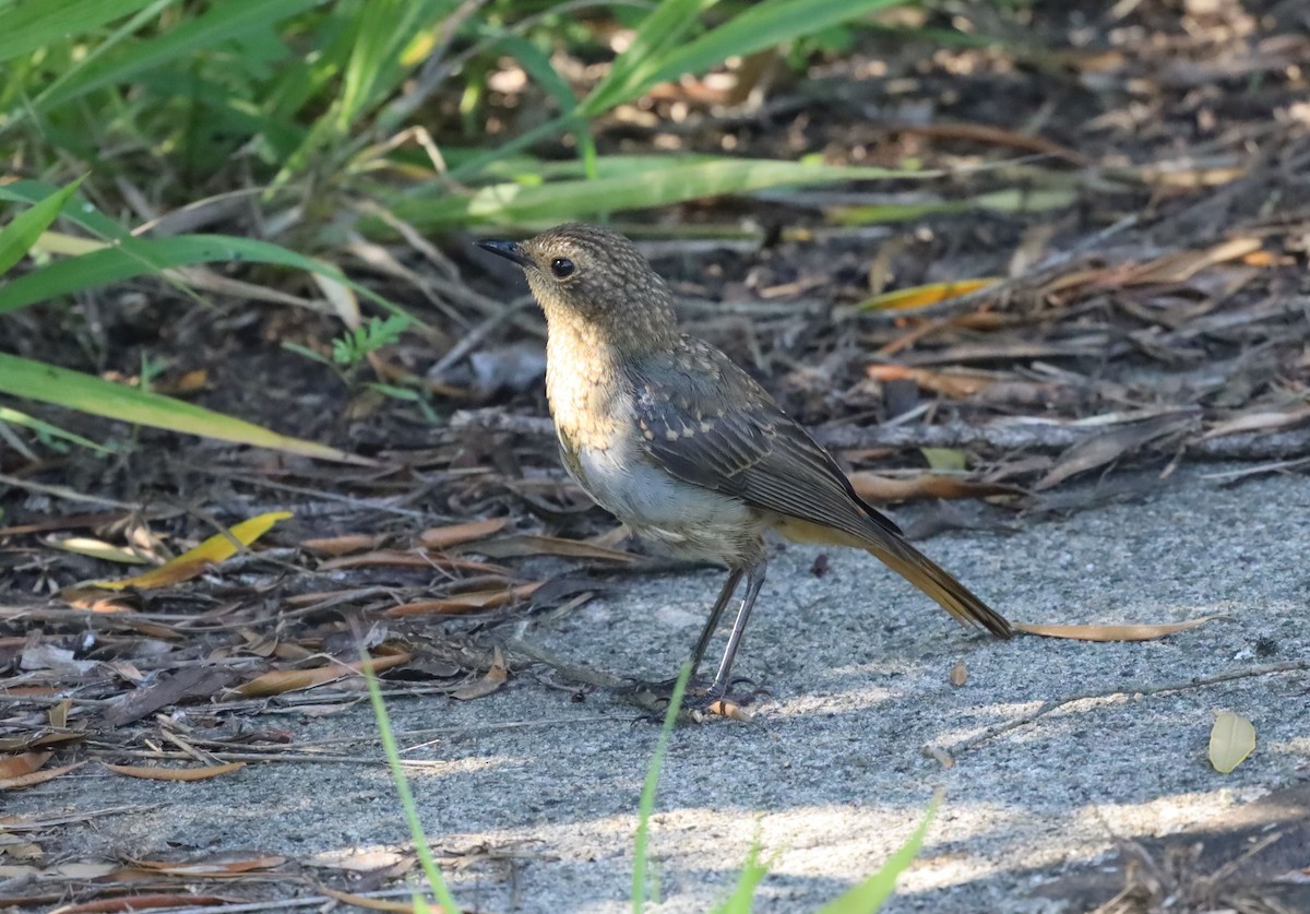 Cape Robin-Chat - ML646438129