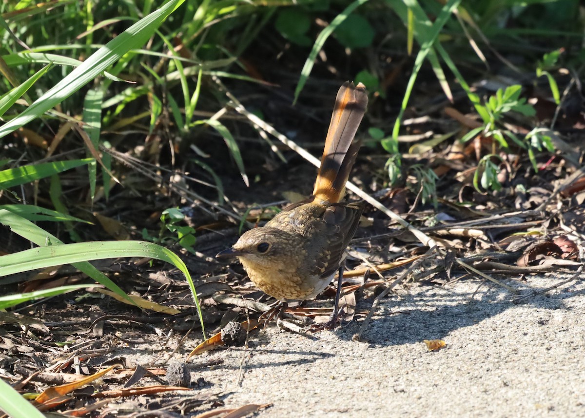 Cape Robin-Chat - ML646438130